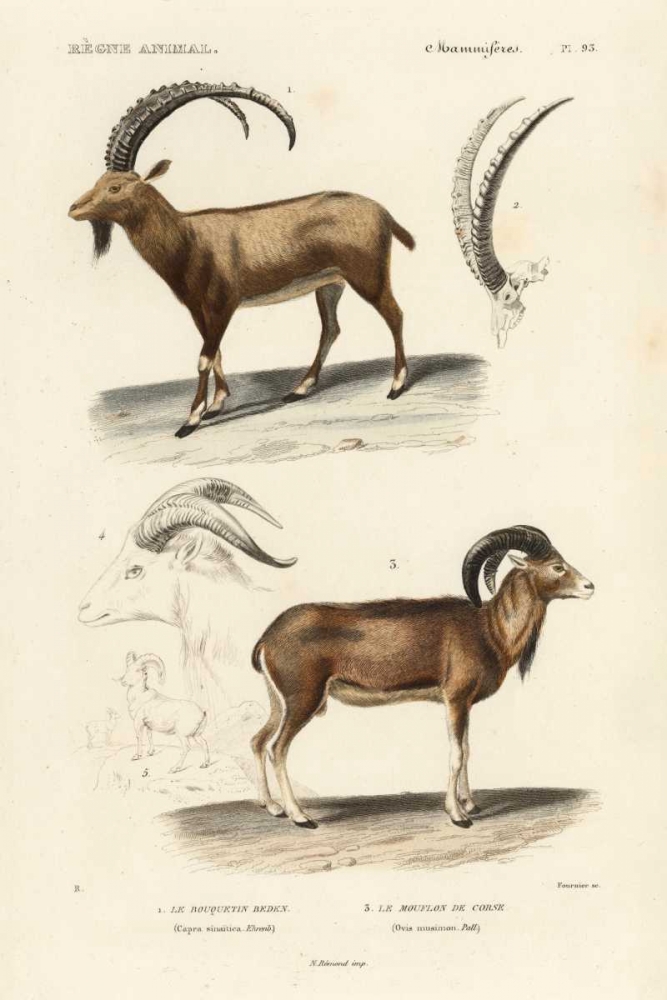 Wall art: Antique Antelope and Ram Study, by Remond, N.