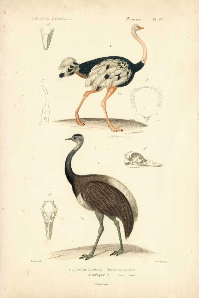 Wall Art Painting id:68575, Name: Antique Ostrich Study, Artist: Remond, N.