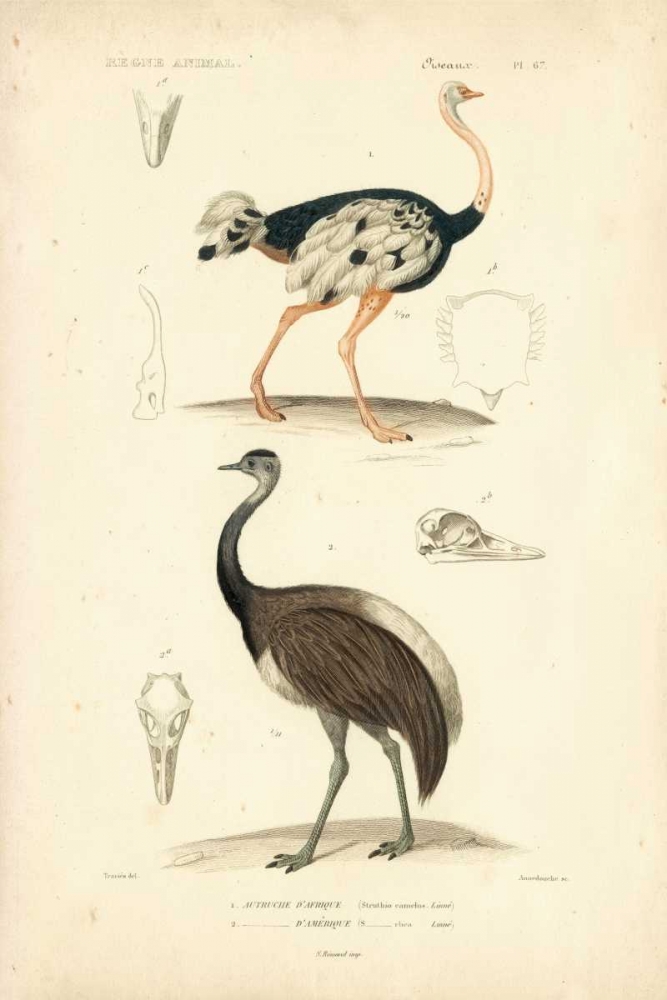 Art Print: Antique Ostrich Study