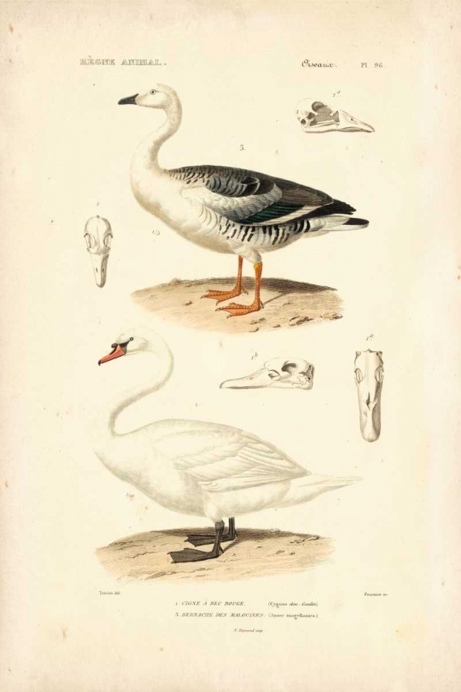Art Print: Antique Swan Study