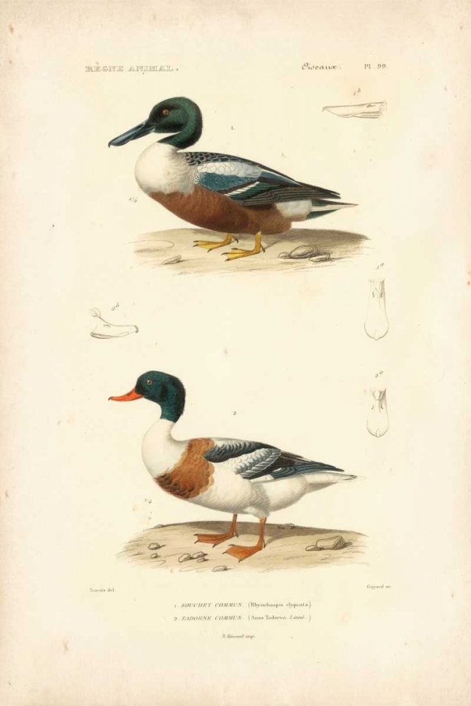 Wall Art Painting id:68578, Name: Antique Duck Study II, Artist: Remond, N.