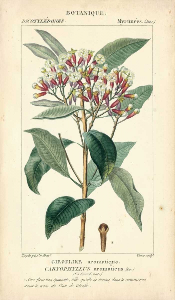 Art Print: Botanique Study in Pink II