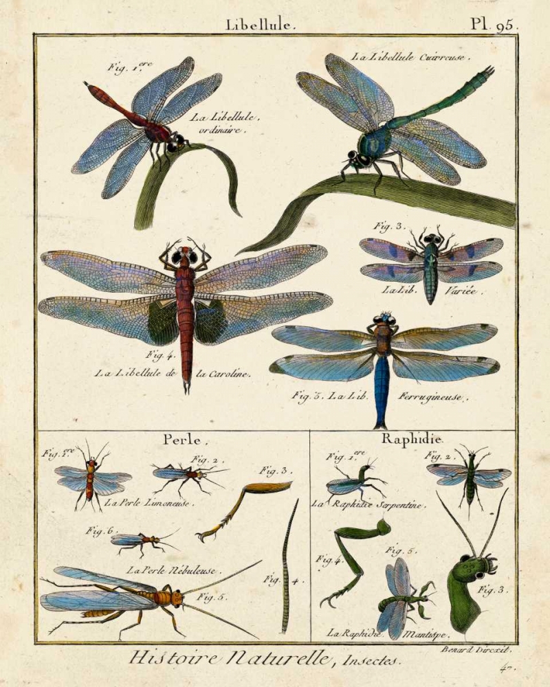 Wall Art Painting id:61479, Name: Histoire Naturelle Insects I, Artist: Diderot