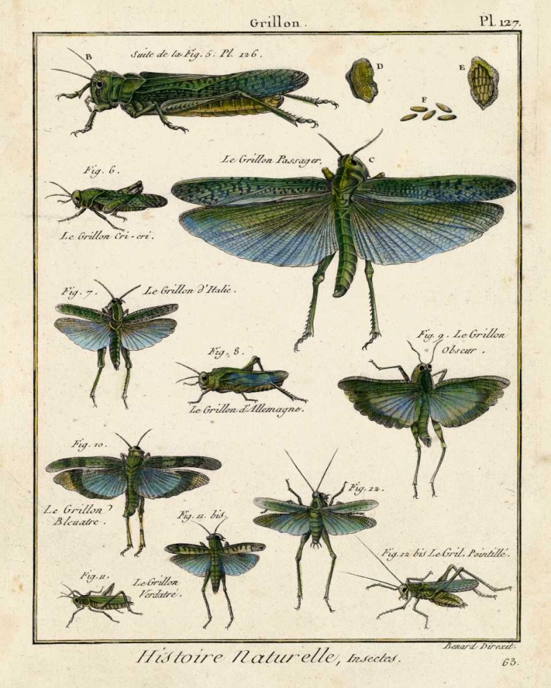 Wall Art Painting id:61480, Name: Histoire Naturelle Insects II, Artist: Diderot