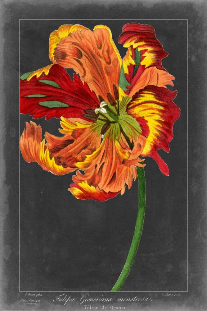 Art Print: Midnight Tulip I