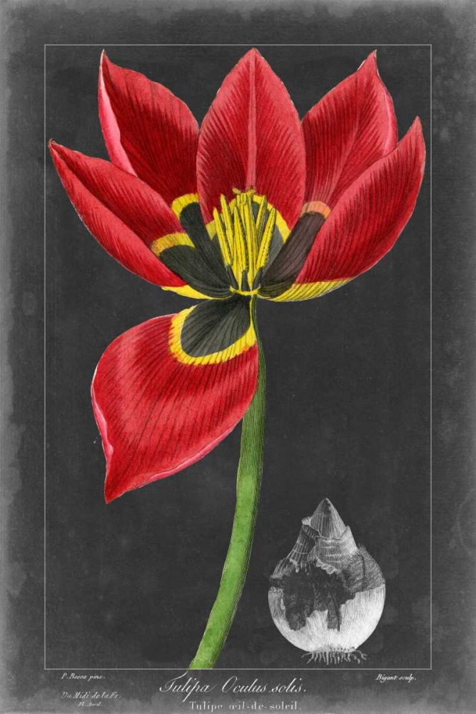Art Print: Midnight Tulip II