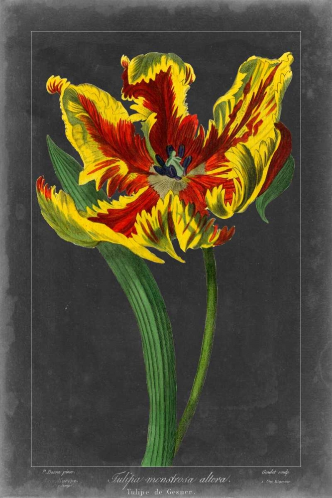 Art Print: Midnight Tulip III