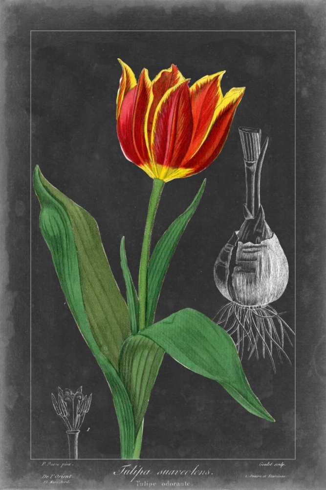 Art Print: Midnight Tulip IV