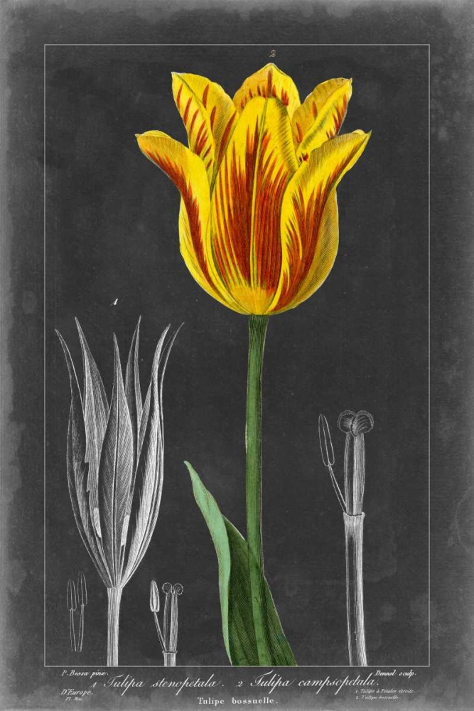 Art Print: Midnight Tulip V