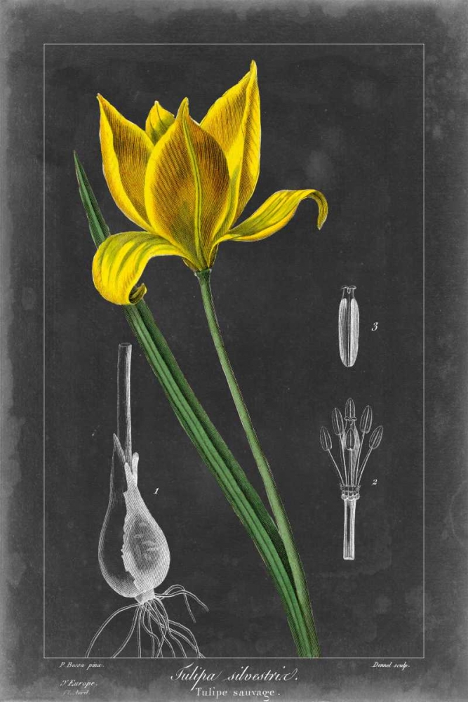 Art Print: Midnight Tulip VI