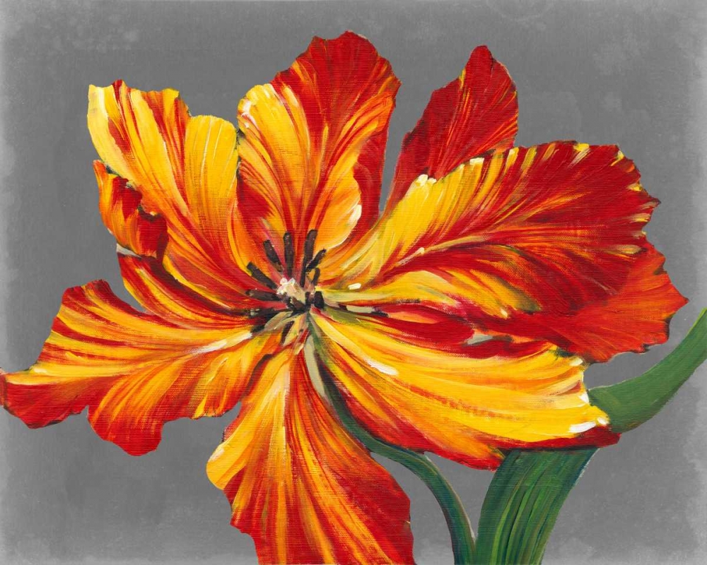 Art Print: Tulip Portrait I