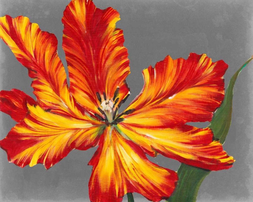 Art Print: Tulip Portrait II