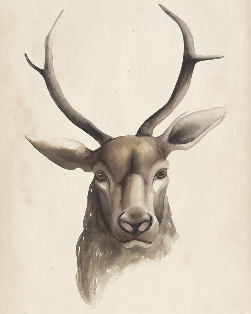 Wall Art Painting id:227209, Name: Watercolor Animal Study I, Artist: Popp, Grace