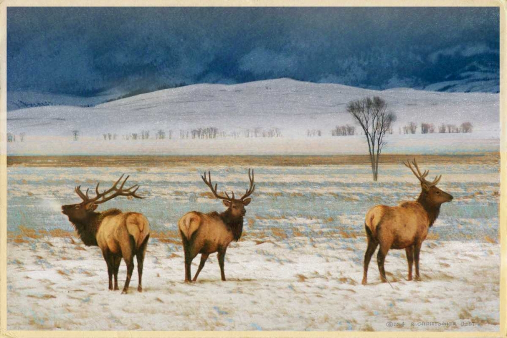 Wall art: Refuge Elk, by Vest, Chris