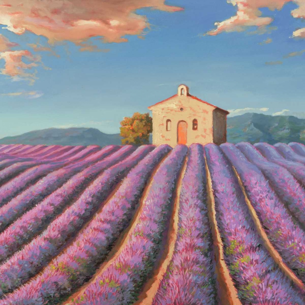 Art Print: Campi di lavanda