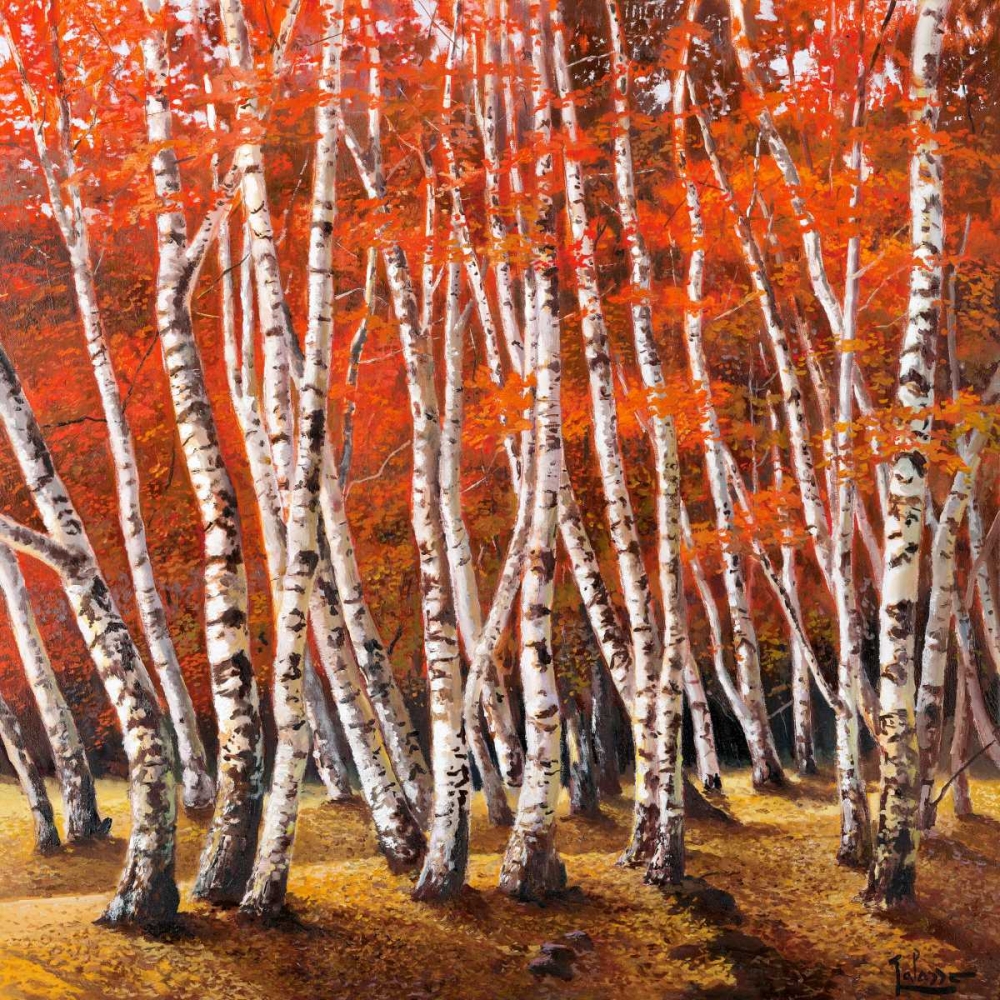 Art Print: Bosco di betulle I