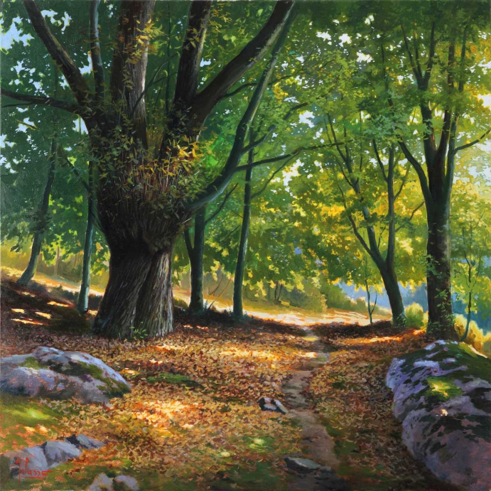 Art Print: Luce nel bosco