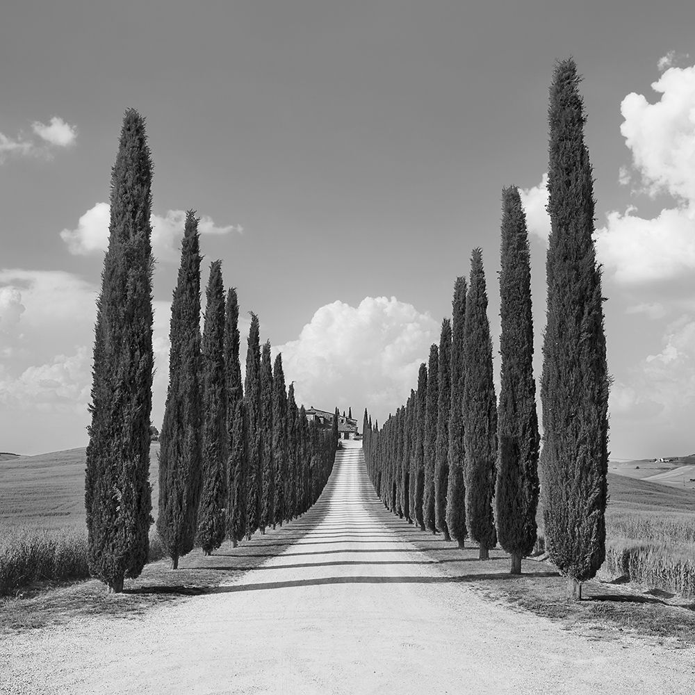 Art Print: Cypress alley- San Quirico dOrcia- Tuscany (detail)