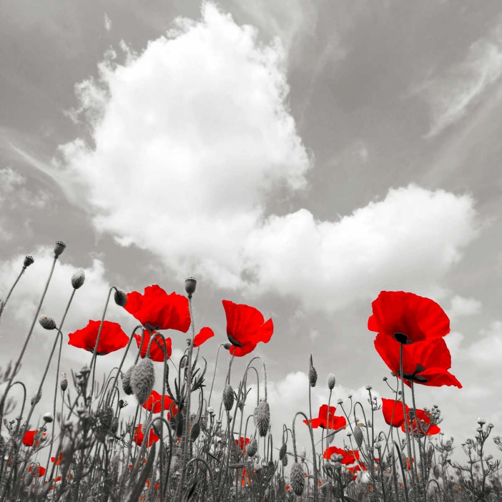 Art Print: Papaveri e nuvole