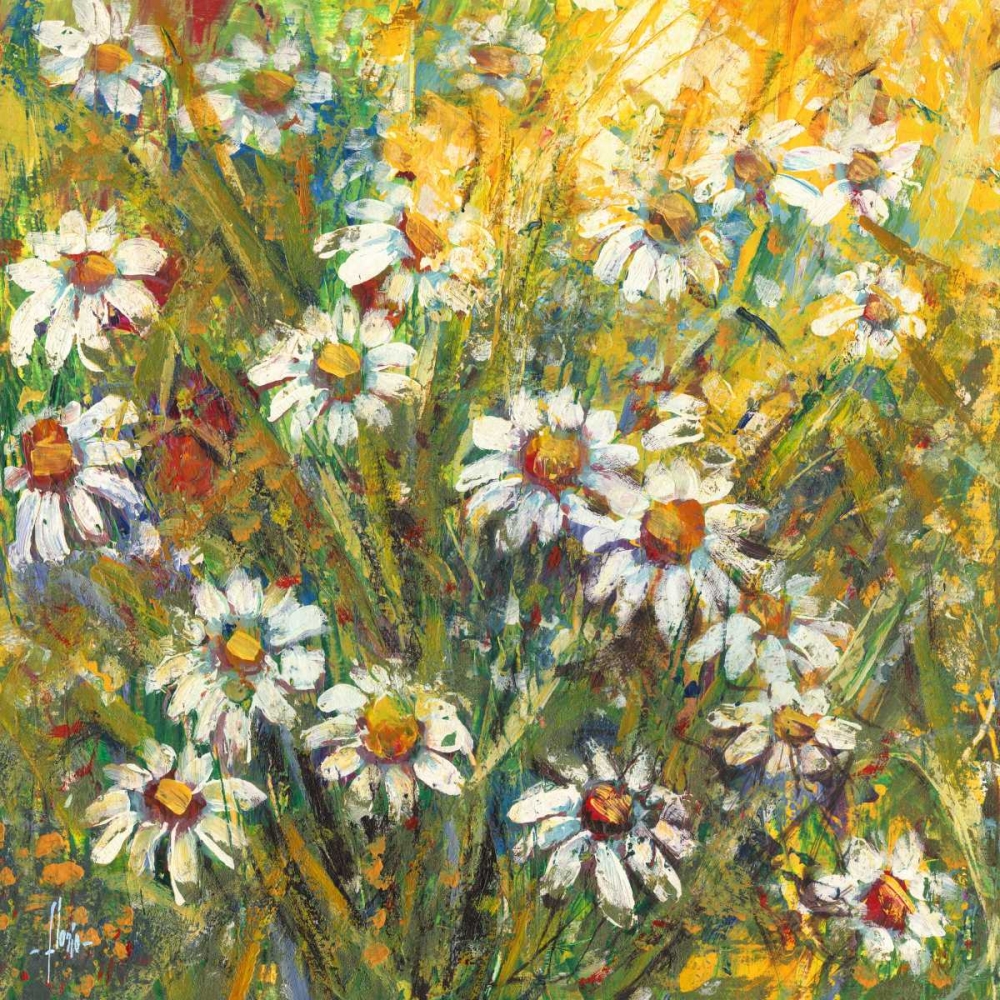 Art Print: Margherite nel sole