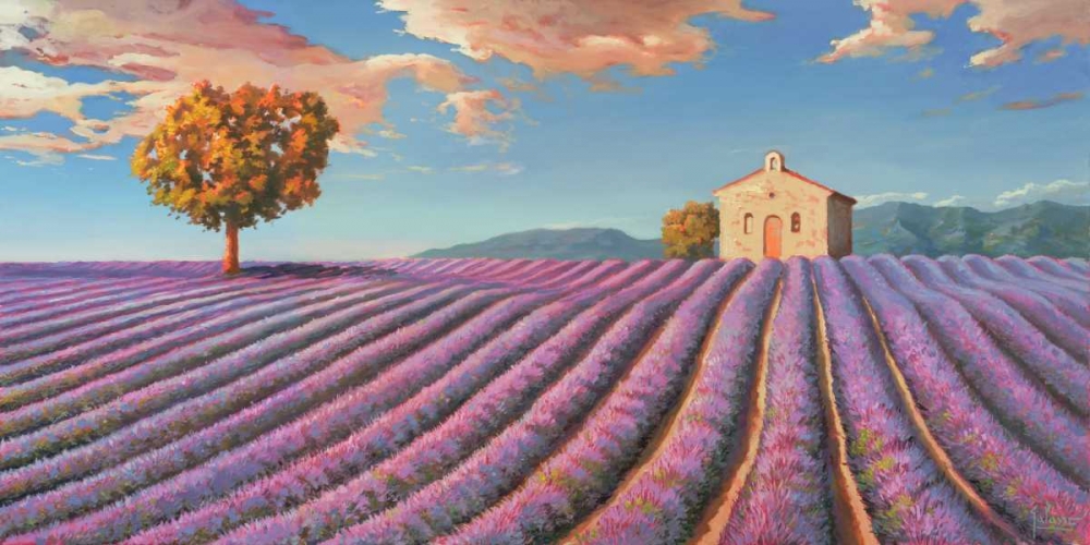 Art Print: Campi di lavanda