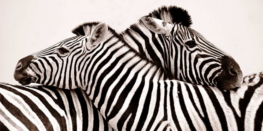 Art Print: Zebras in love