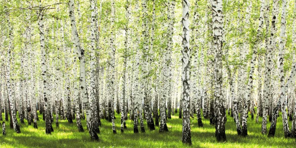 Wall Art Painting id:117860, Name: Birch forest in spring, Artist: Anonymous
