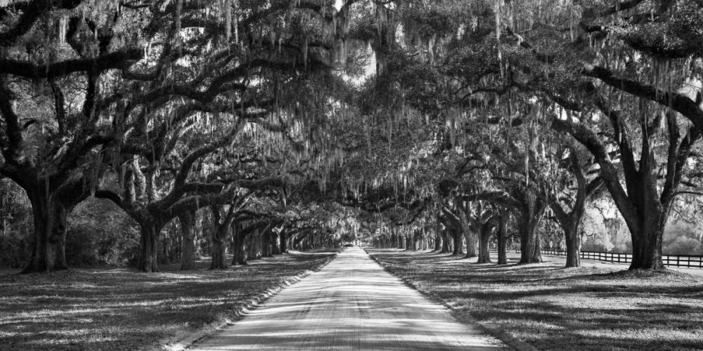Wall Art Painting id:117873, Name: Tree lined plantation entrance, South Carolina, Artist: Anonymous