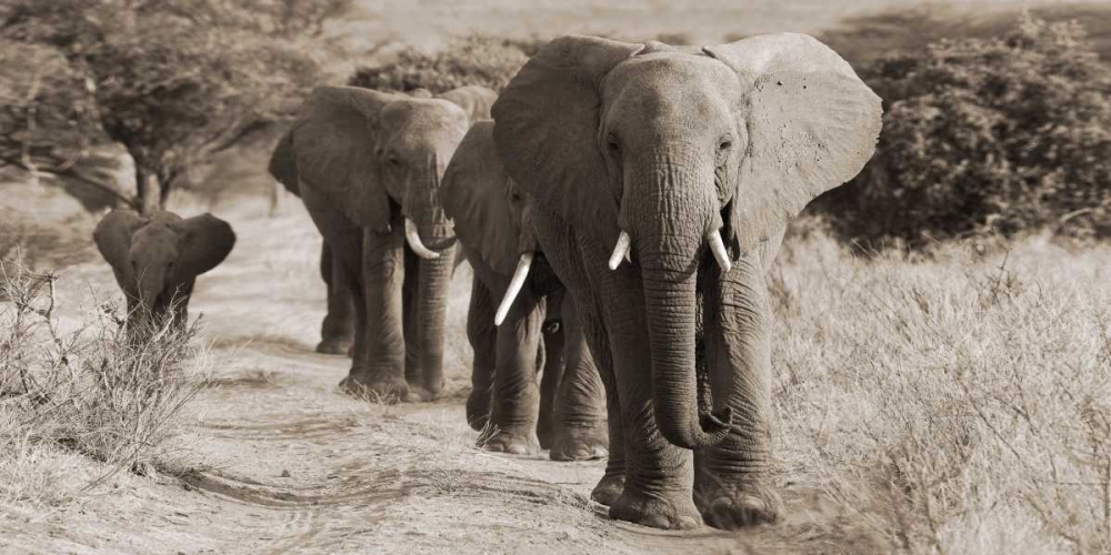 Art Print: Herd of African Elephants- Kenya