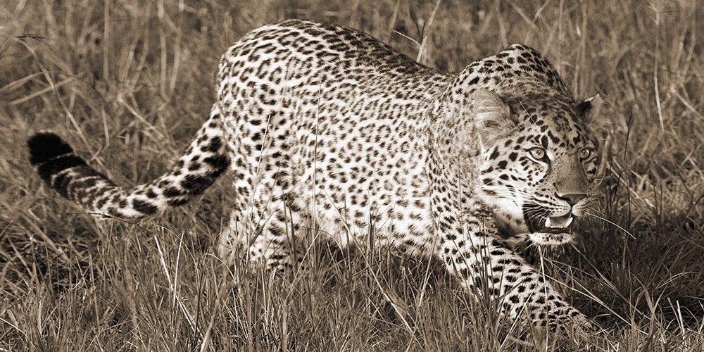Art Print: Leopard hunting