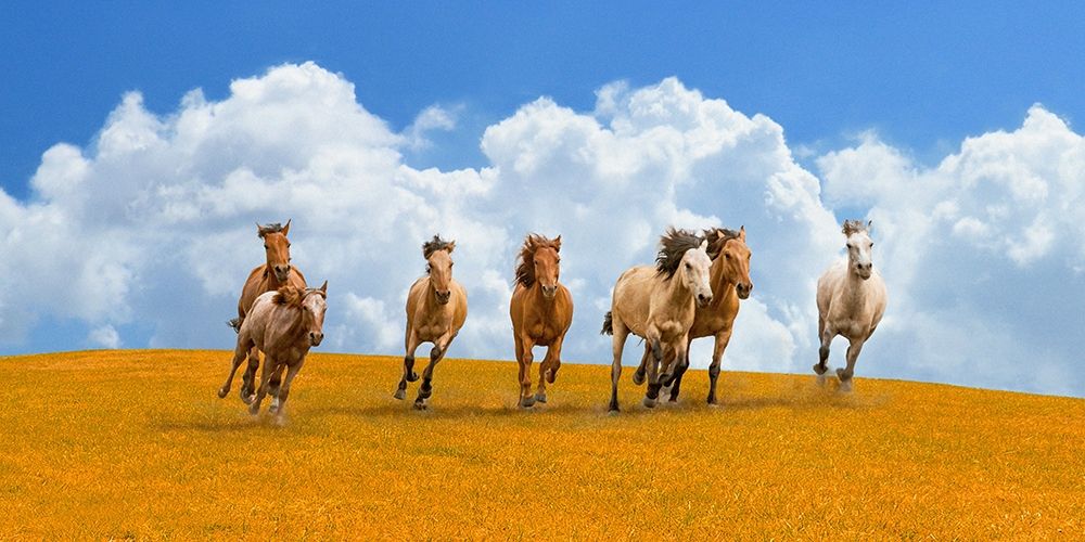 Art Print: Herd of wild horses