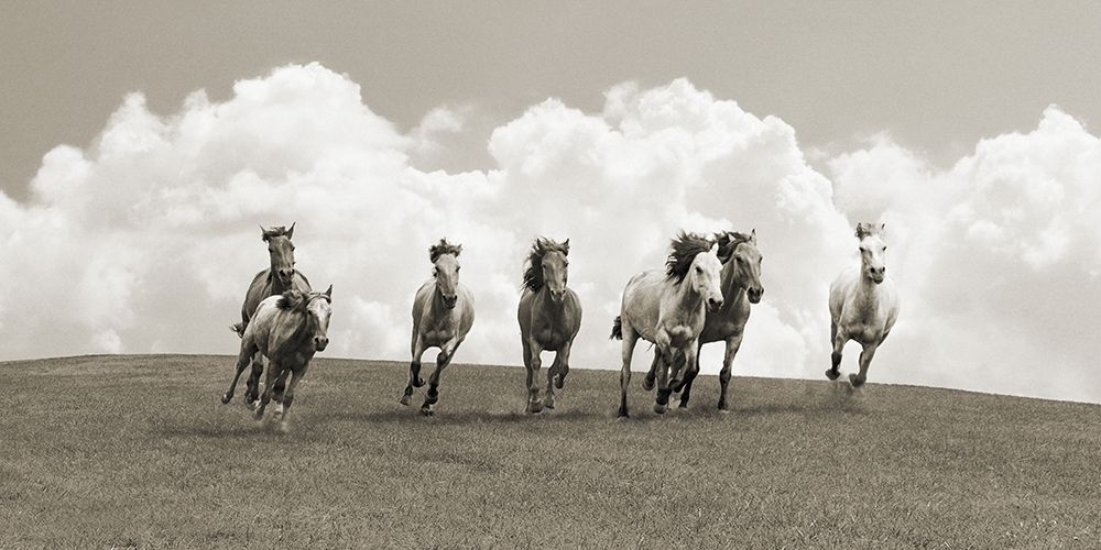 Art Print: Herd of wild horses (BW)