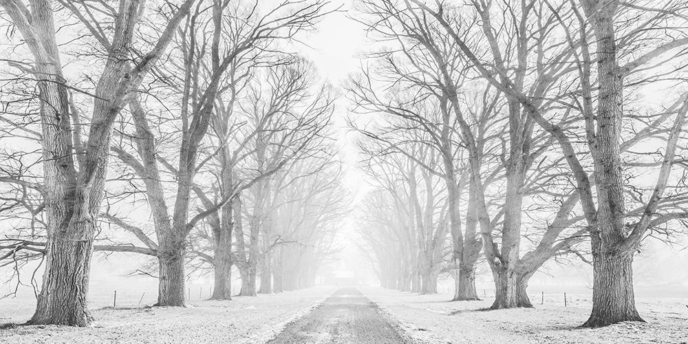 Wall Art Painting id:218591, Name: Tree lined road in the snow, Artist: Pangea Images 