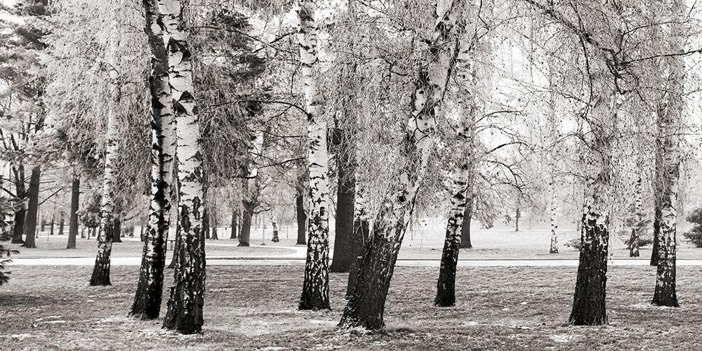 Art Print: Birches in a Park