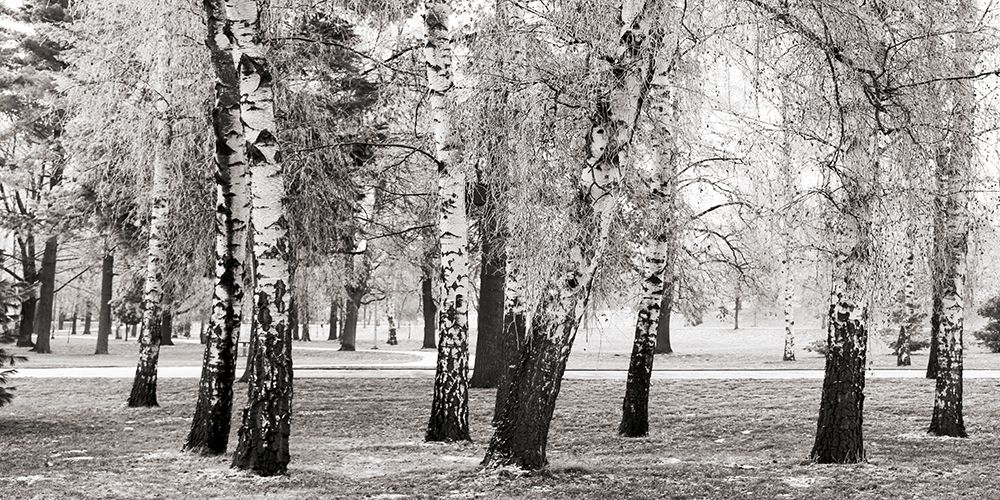 Wall Art Painting id:218592, Name: Birches in a Park, Artist: Pangea Images 