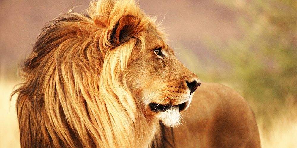 Art Print: Male lion, Namibia (detail)