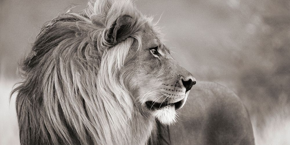 Art Print: Male lion, Namibia (detail, BW)