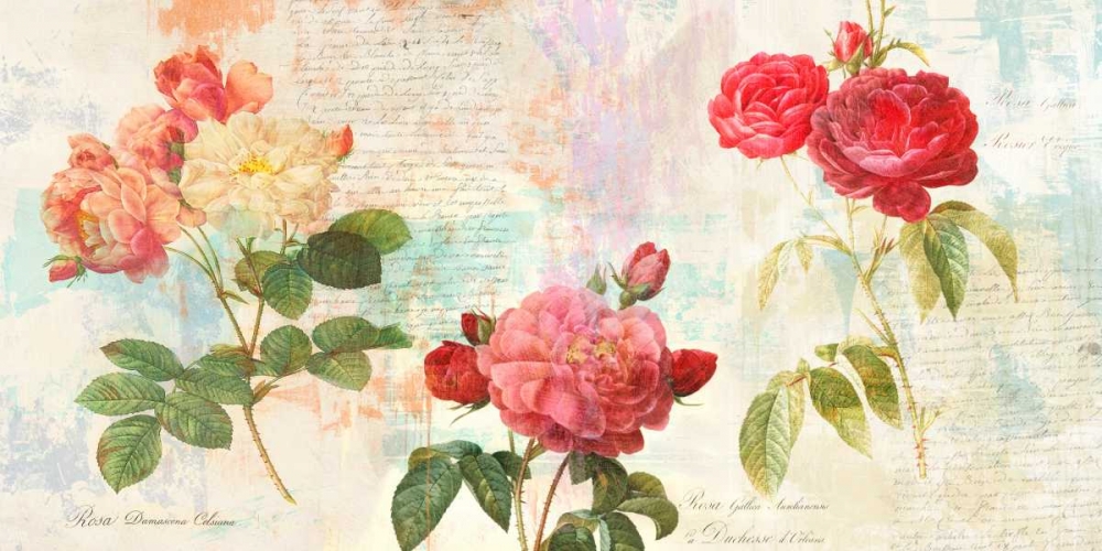 Art Print: Redoutes Roses 2.0