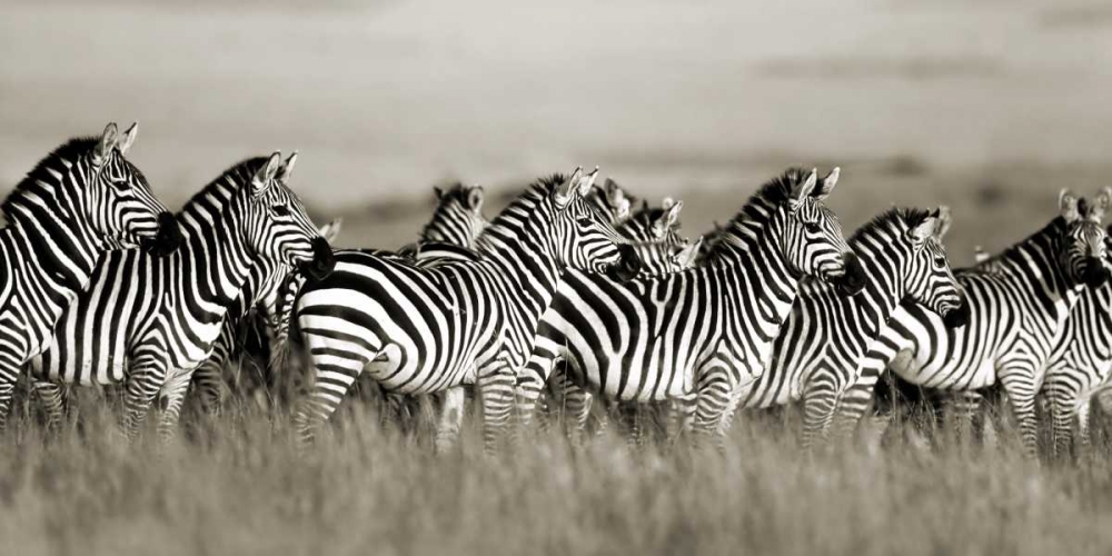 Wall Art Painting id:117905, Name: Grants zebra, Masai Mara, Kenya, Artist: Krahmer, Frank