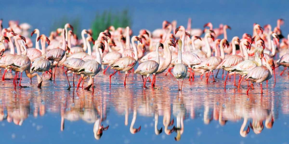 Art Print: Lesser flamingo, Lake Nakuru, Kenya