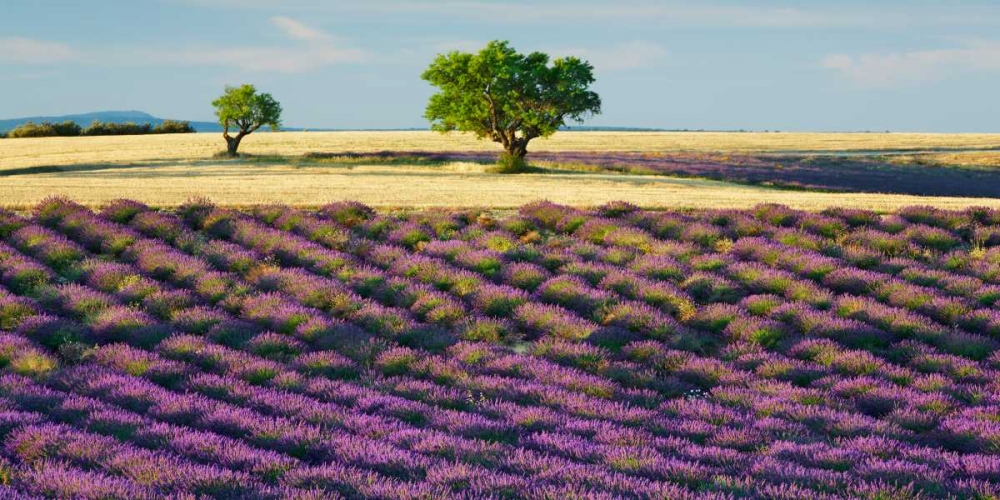 Art Print: Lavender field and almond tree, Provence, France