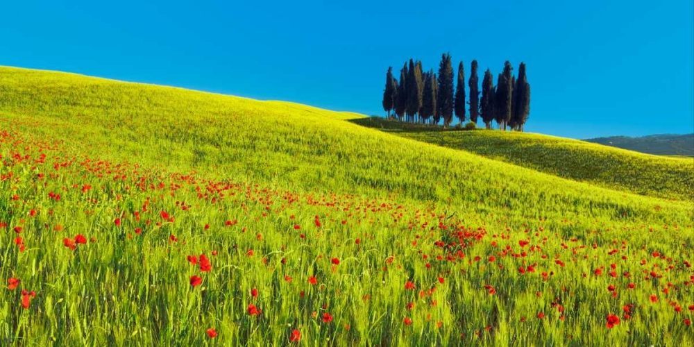 Art Print: Cypress and corn field, Tuscany, Italy