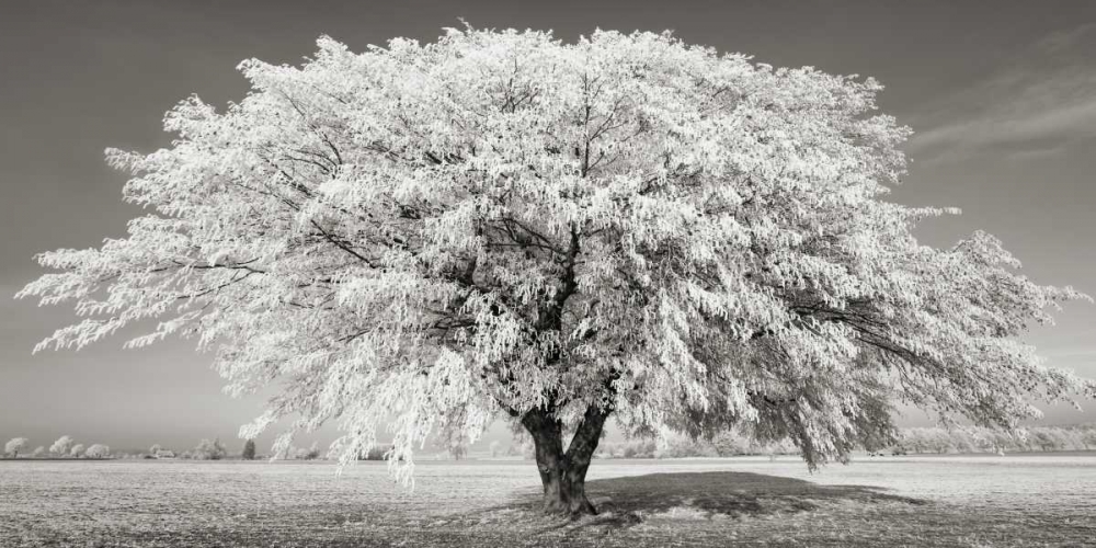 Art Print: Lime tree with frost, Bavaria, Germany
