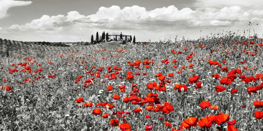 Art Print: Farm house with cypresses and poppies, Tuscany, Italy