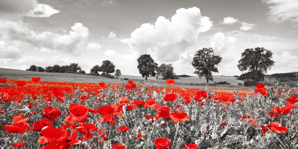 Art Print: Poppies and vicias in meadow, Mecklenburg Lake District, Germany