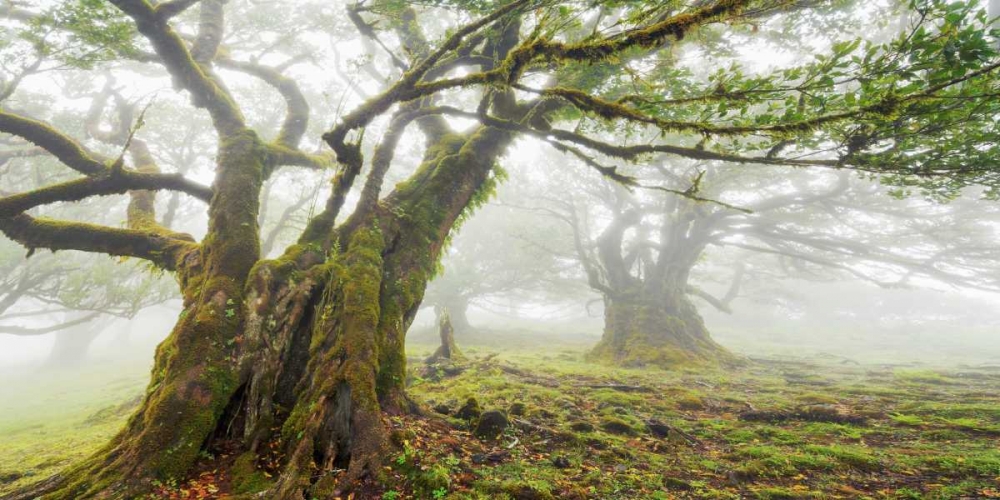 Art Print: Laurel forest in fog, Madeira, Portugal