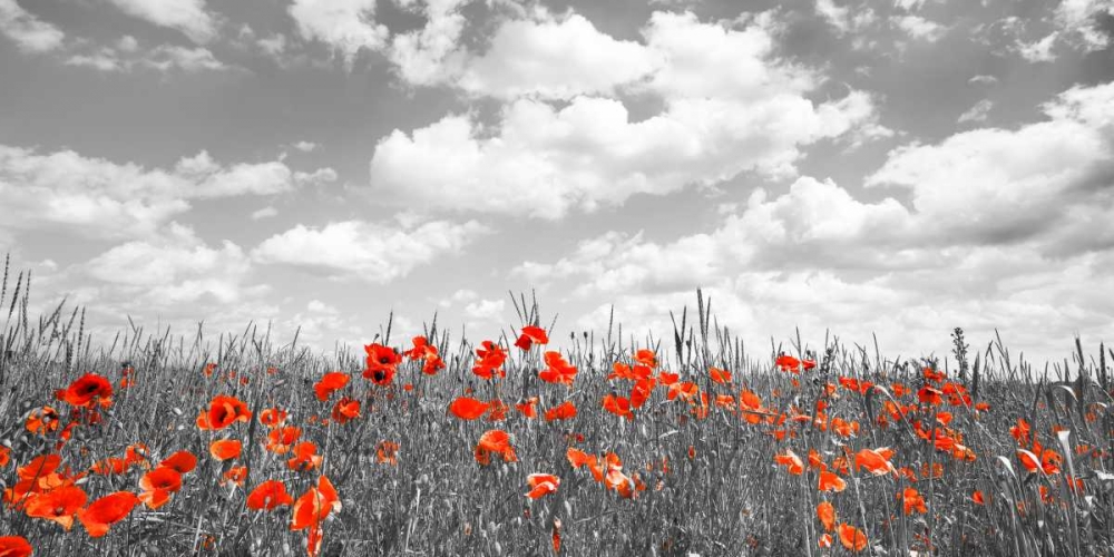 Art Print: Poppies in corn field, Bavaria, Germany