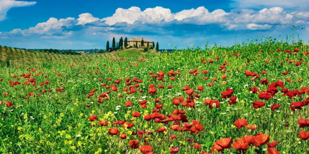 Art Print: Farm house with cypresses and poppies, Tuscany, Italy