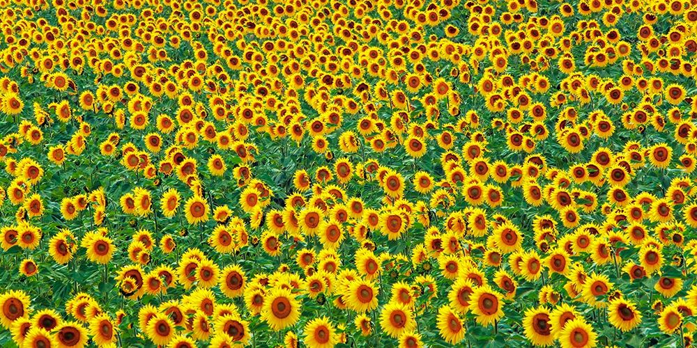 Art Print: Sunflower field, France
