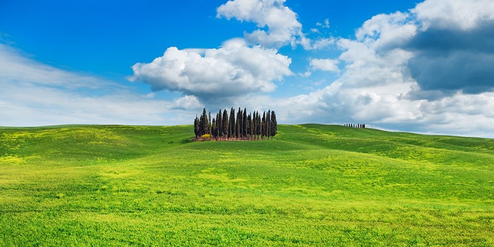 Art Print: Cypresses- Val dOrcia- Tuscany (detail)